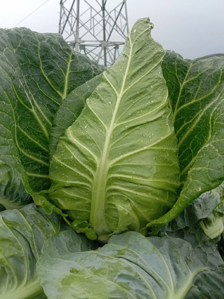 Huachen Oxheart Cabbage