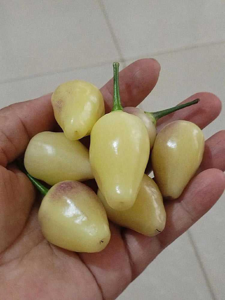 Seven-Colored Pickling Pepper