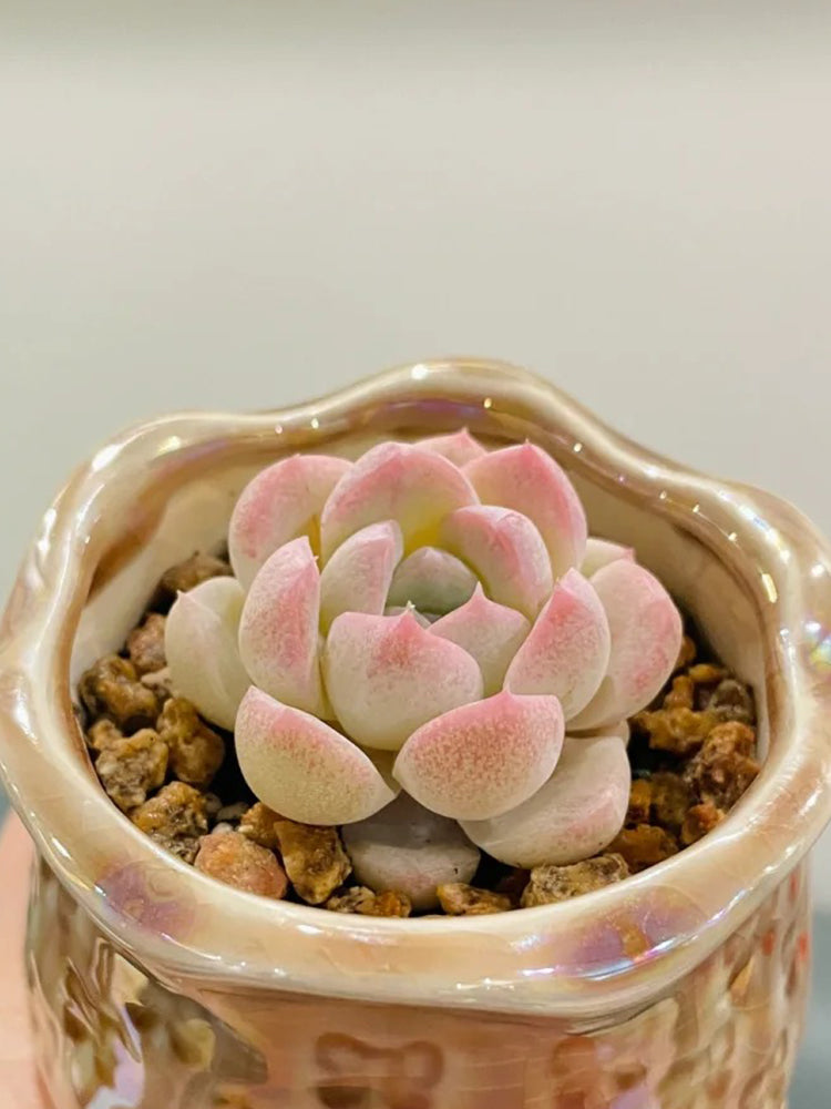 Echeveria 'Peach Pride'‌