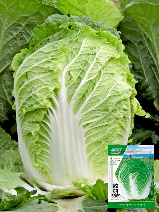 'Jiaoyan 5869' Chinese Cabbage