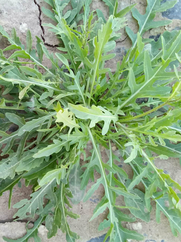 Arugula (Eruca vesicaria)
