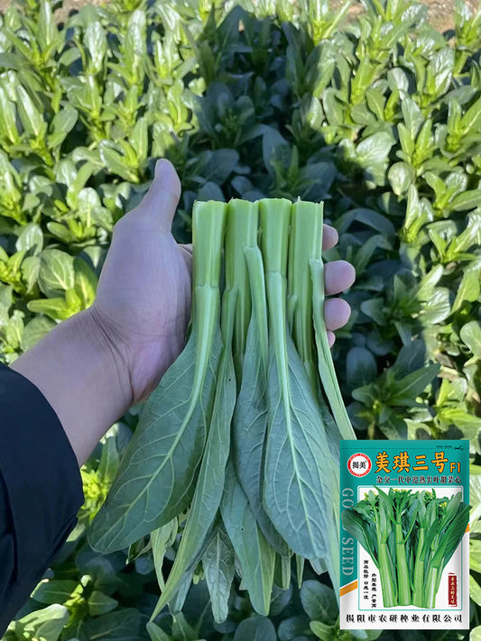 Meiqi No.3 Sweet Choy Sum