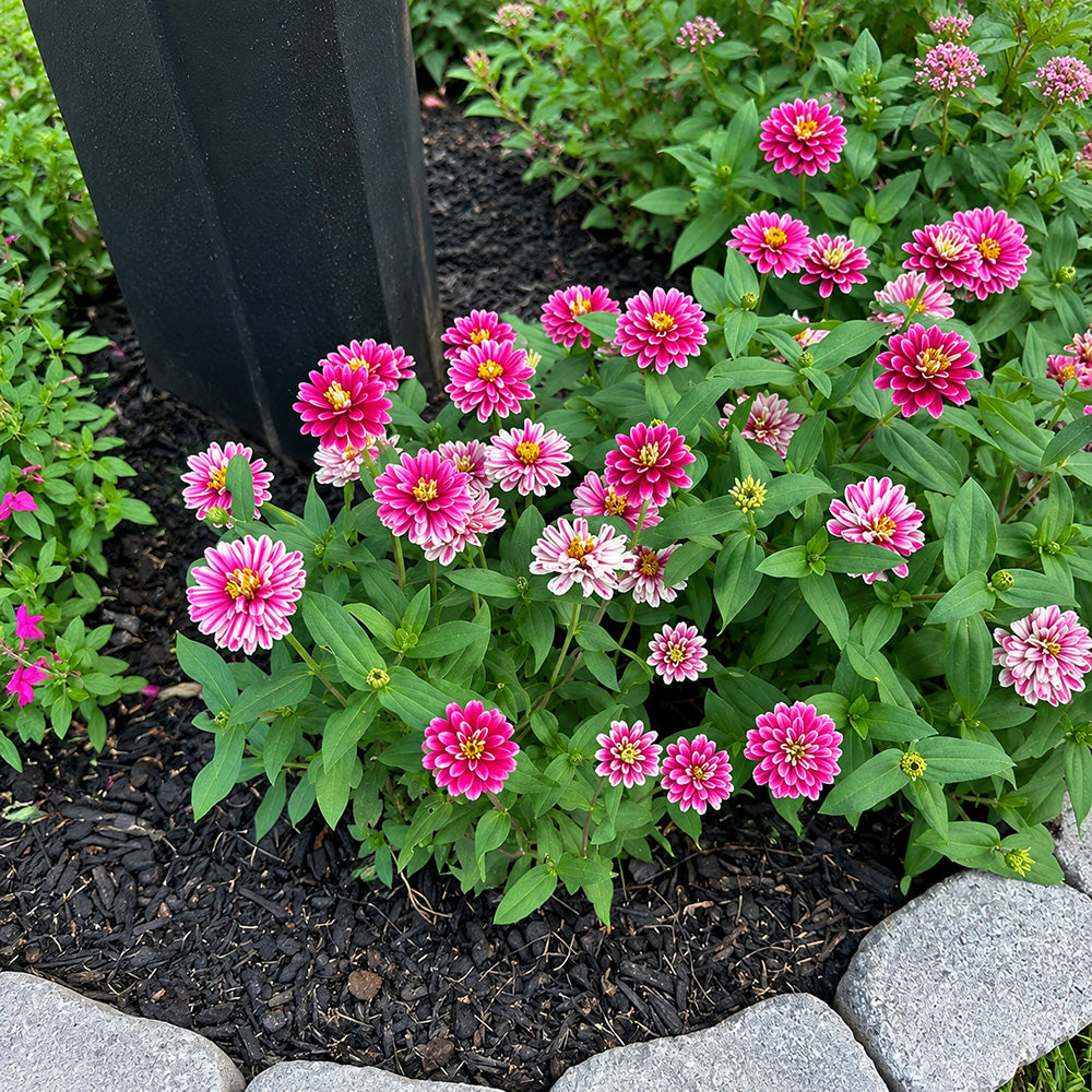 W1337 Double Zahara Raspberry Ripple Zinnia
