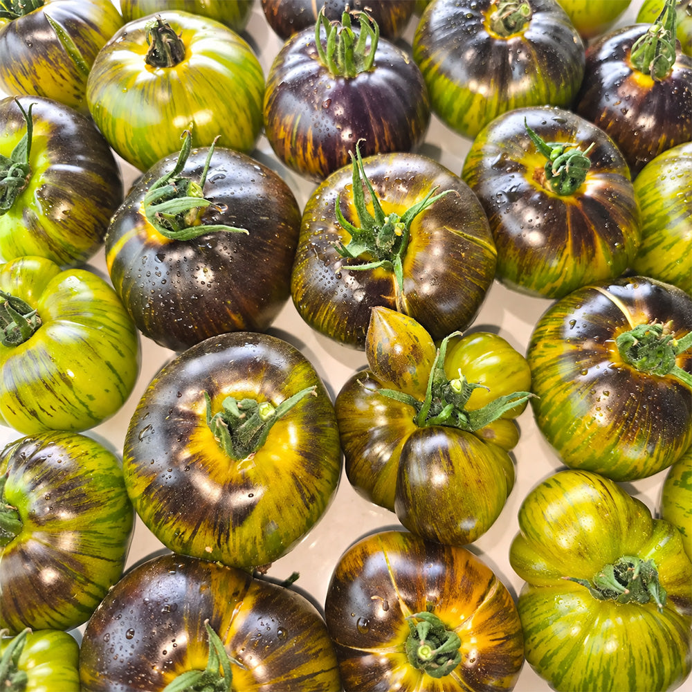 411 Xanadu Green Goddess Tomato
