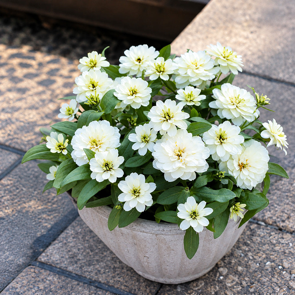 W1340 Profusion Double White Improved Zinnia