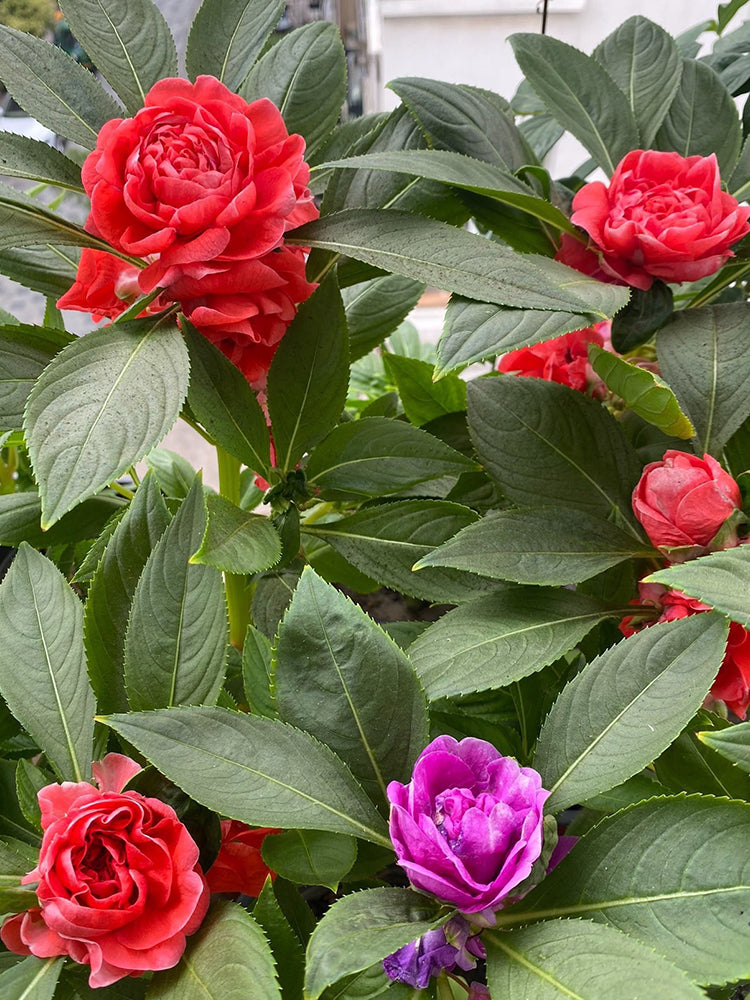 'Buddha's Hand' Impatiens