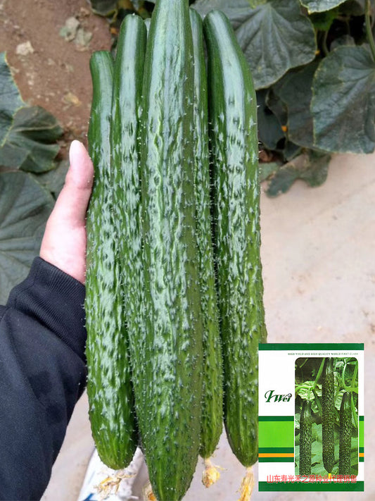 'Holland 35' Cold-Tolerant Cucumbers