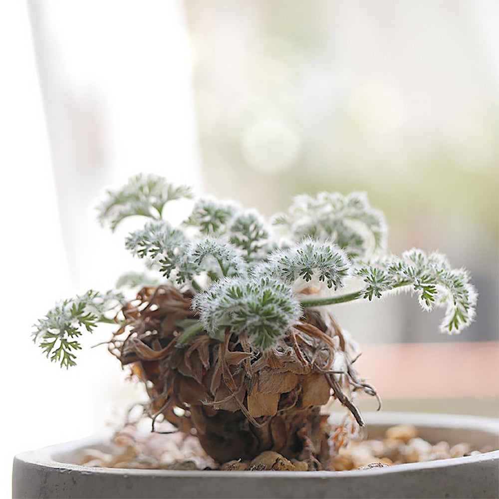 TD002 Pelargonium appendiculatum Dormant Tuber