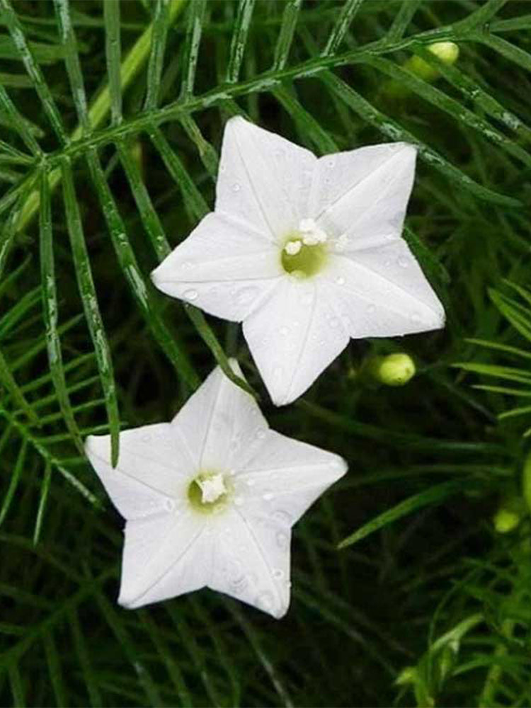 Hezhichun Cypress Vine