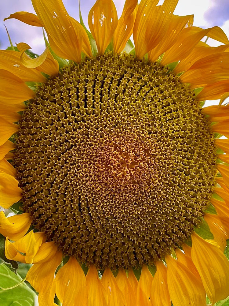 Short-stemmed Oil Sunflower