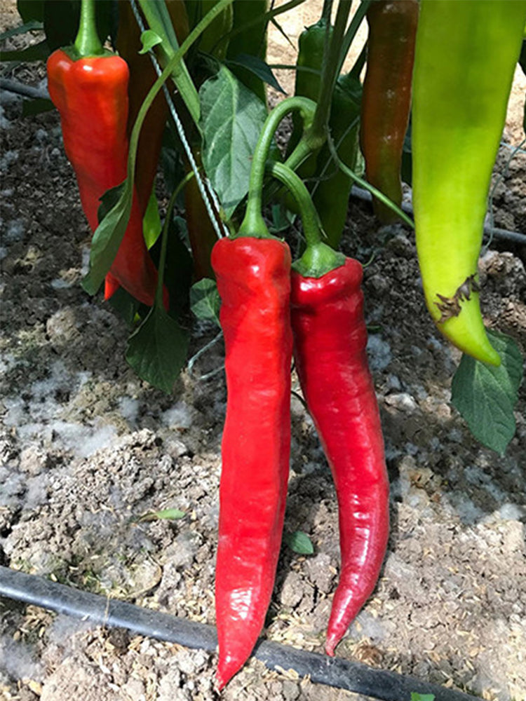 Hongyun No.1 Sweet Pepper F1
