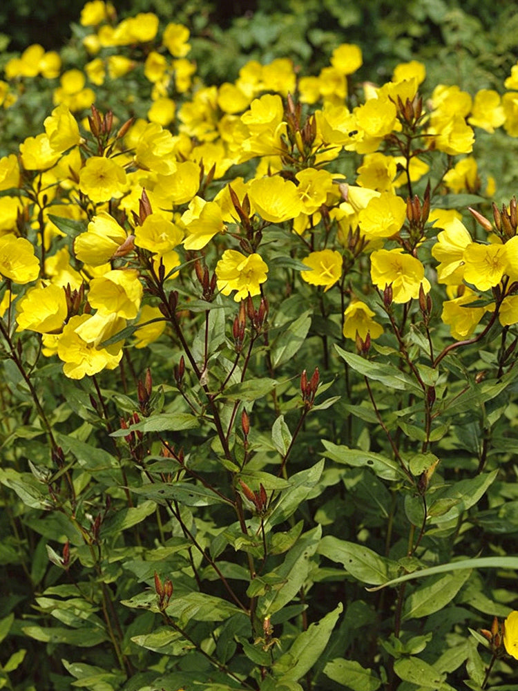 Yellow Evening Primrose