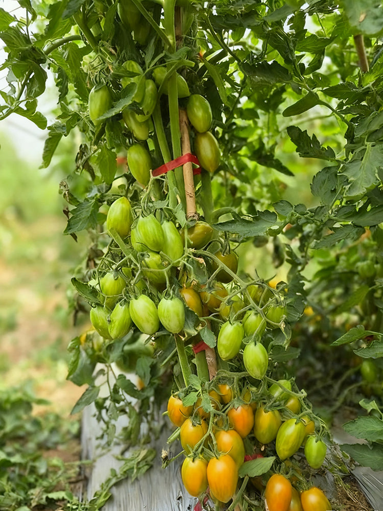 'Surprise Green Cream' Tomato