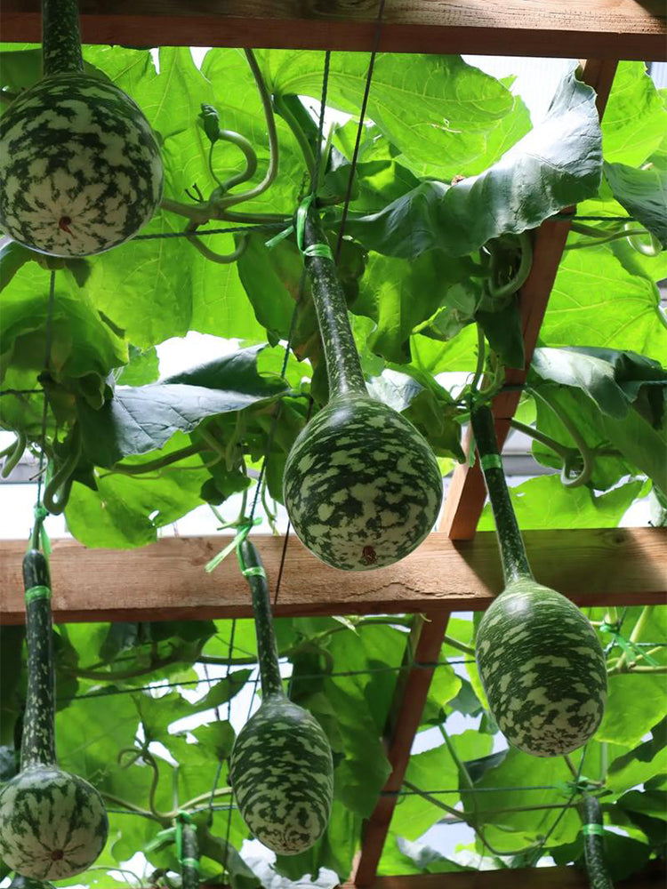 Hezhichun Speckled Swan Gourd