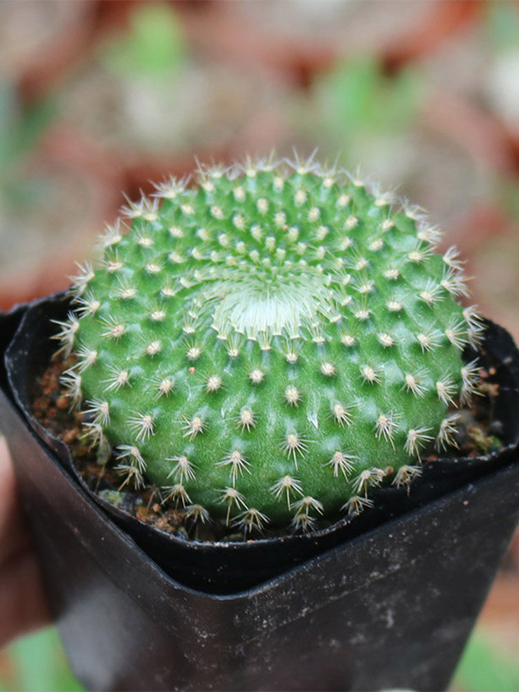 Parodia haselbergii subsp. graessneri 'Green'