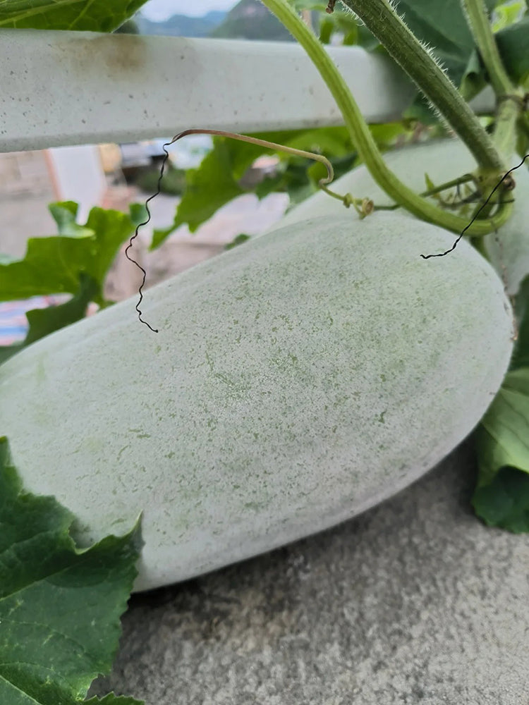 Baoqi Taro-Scented Winter Melon