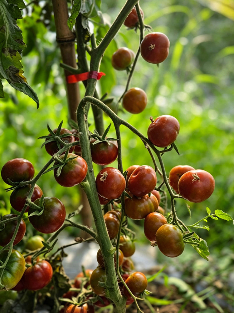 895 Little Baby Black Beefsteak Tomato
