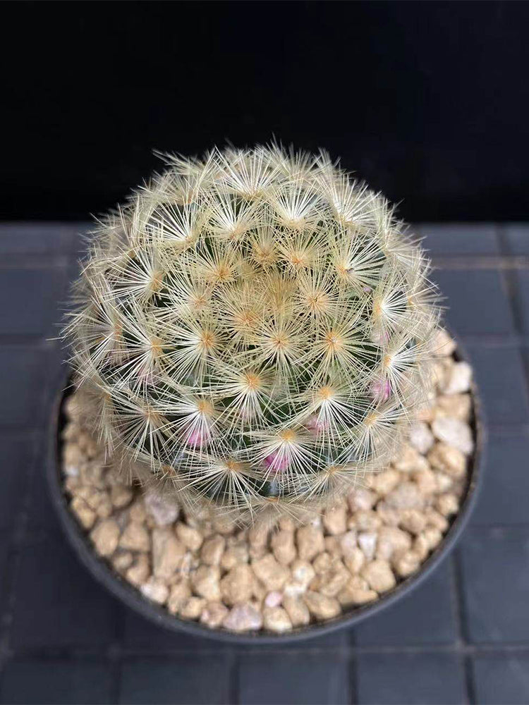 Mammillaria carmenae