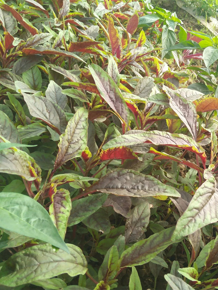 Zixia Red Willow-Leaf Amaranth