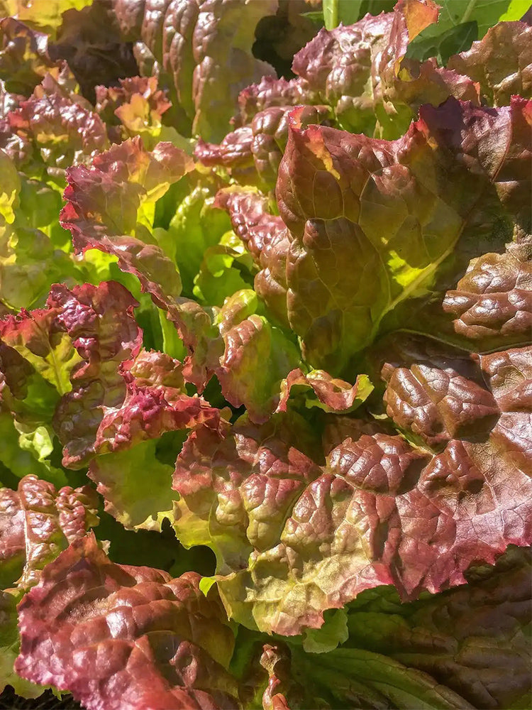 Red Loose-leaf Lettuce