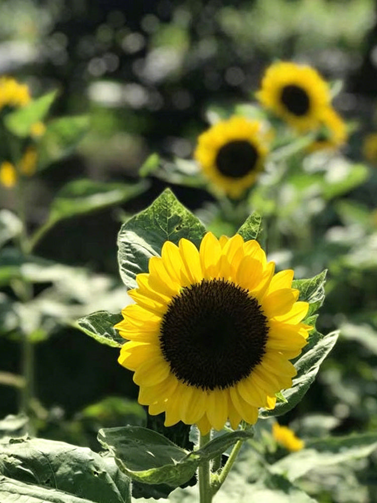 Vincent Yuzu-colored Sunflower