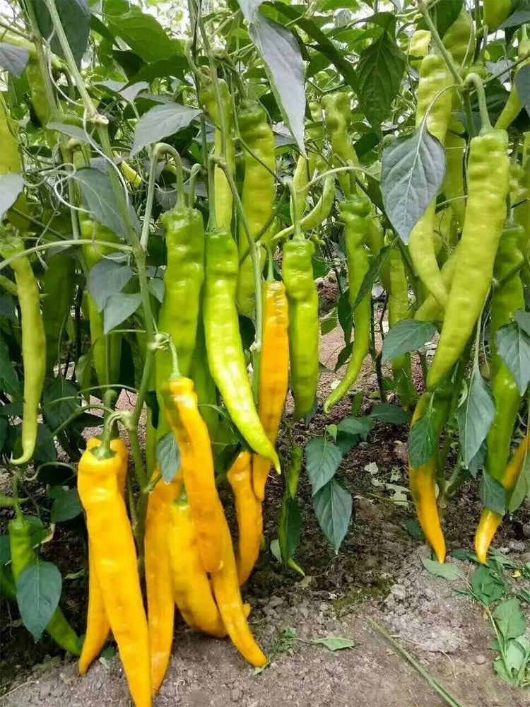 Golden Fragrant Horn Peppers