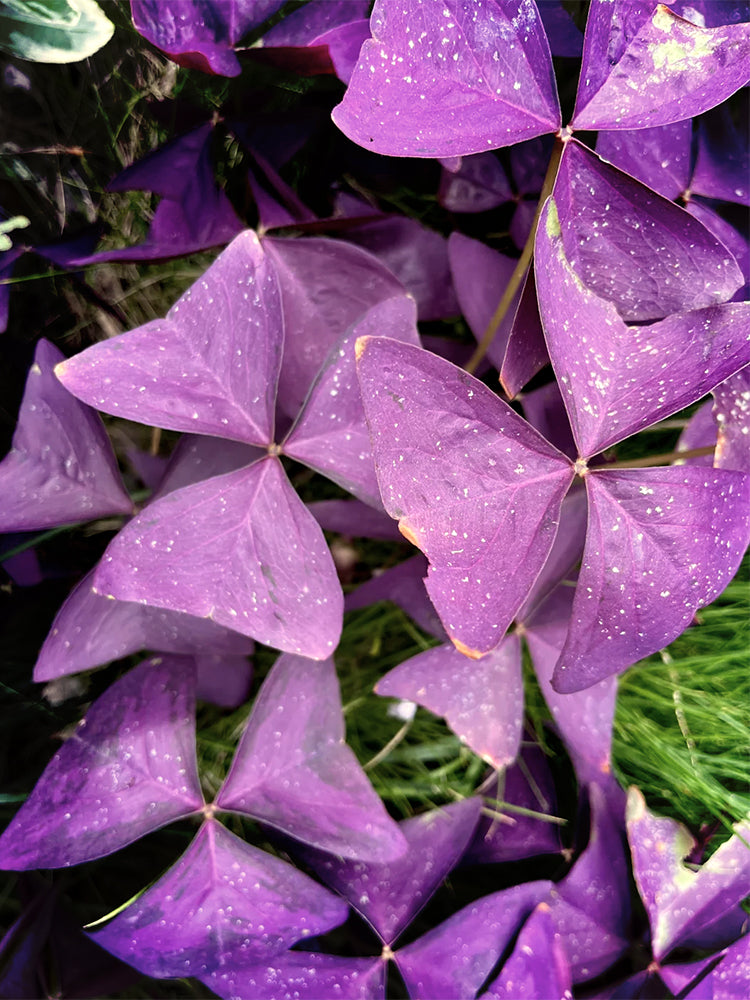 Oxalis triangularis 'Purpurea'