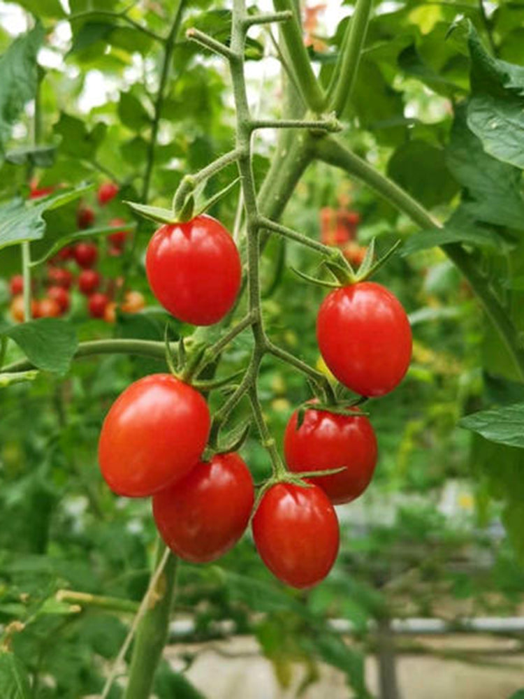 'Imperial Ruby' Traditional Cherry Tomato