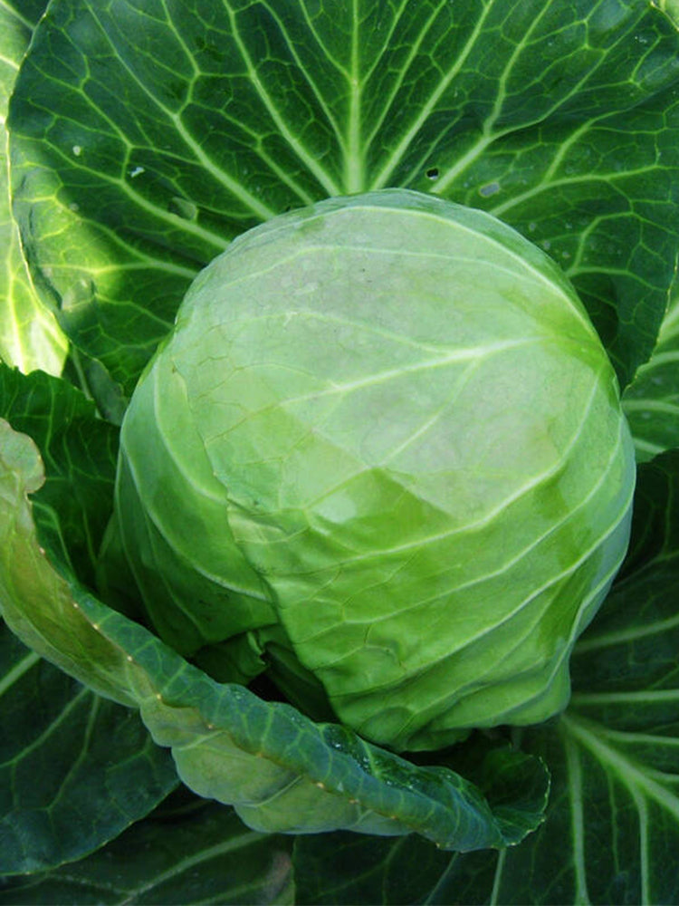 Xingyou Zhonggan 11 Cabbage