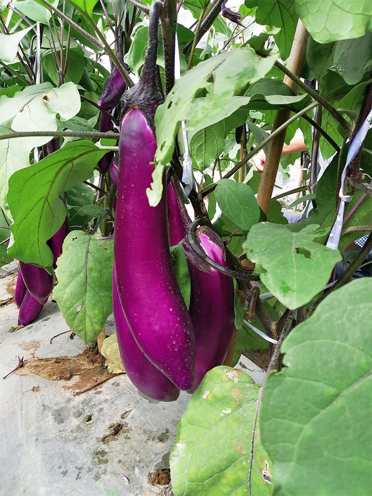 Chongqing Early No.1 Purple-Red Eggplant