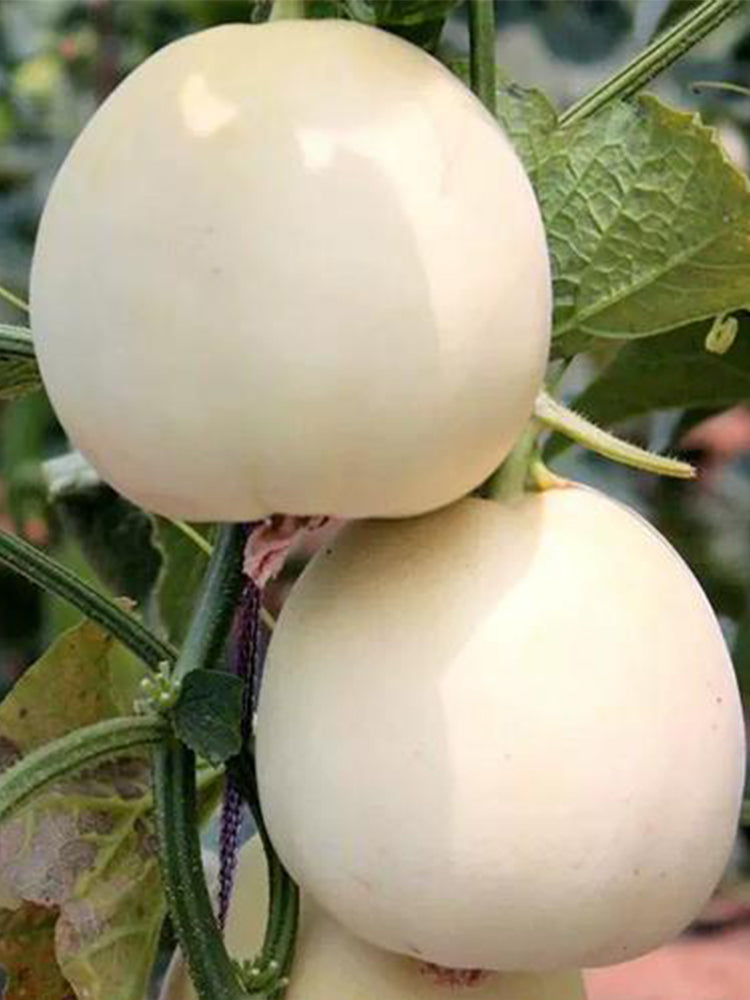 White Sweet Melon( Sugar Jar Melon)