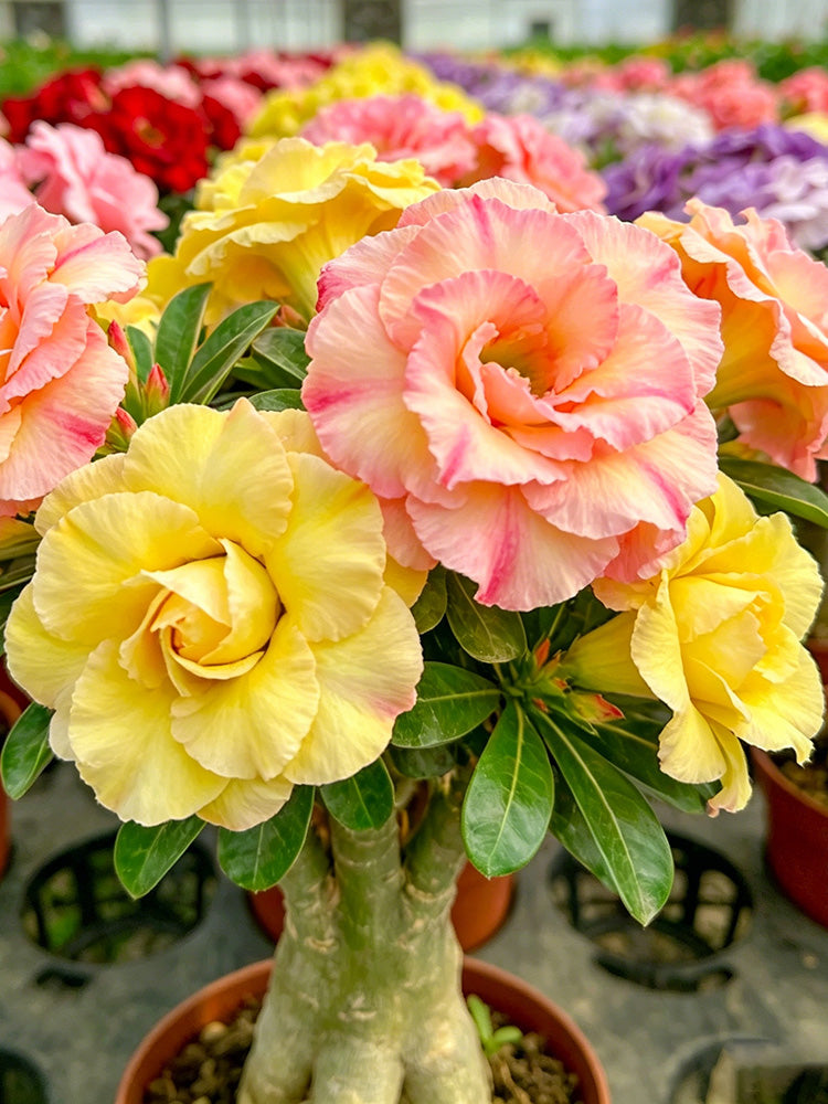 Desert Rose Mixed Colors