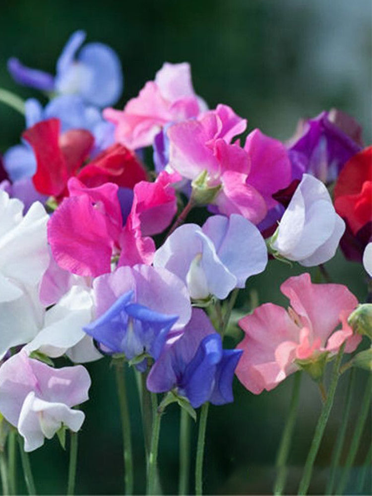 Royal Symphony' Sweet Pea Mixed (Lathyrus odoratus)
