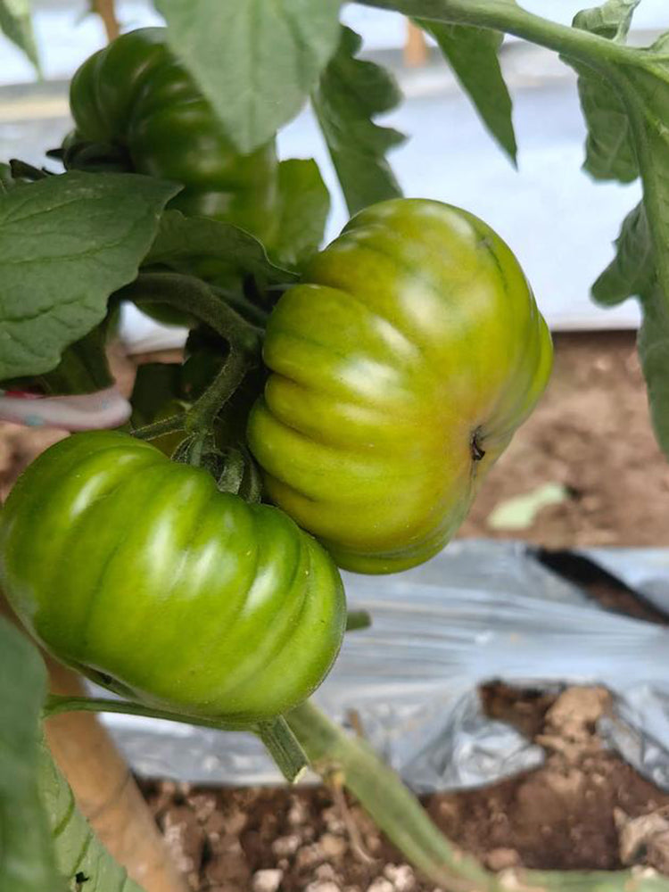 Black Steak Tomato