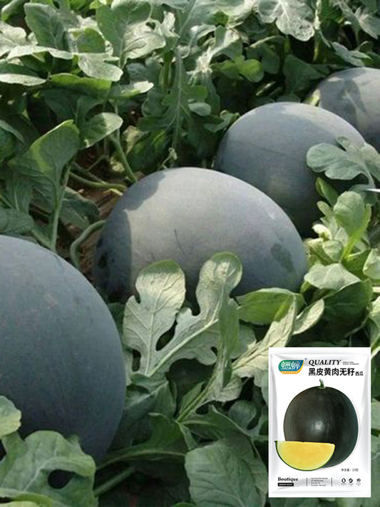 'Golden Obsidian' Seedless Watermelon