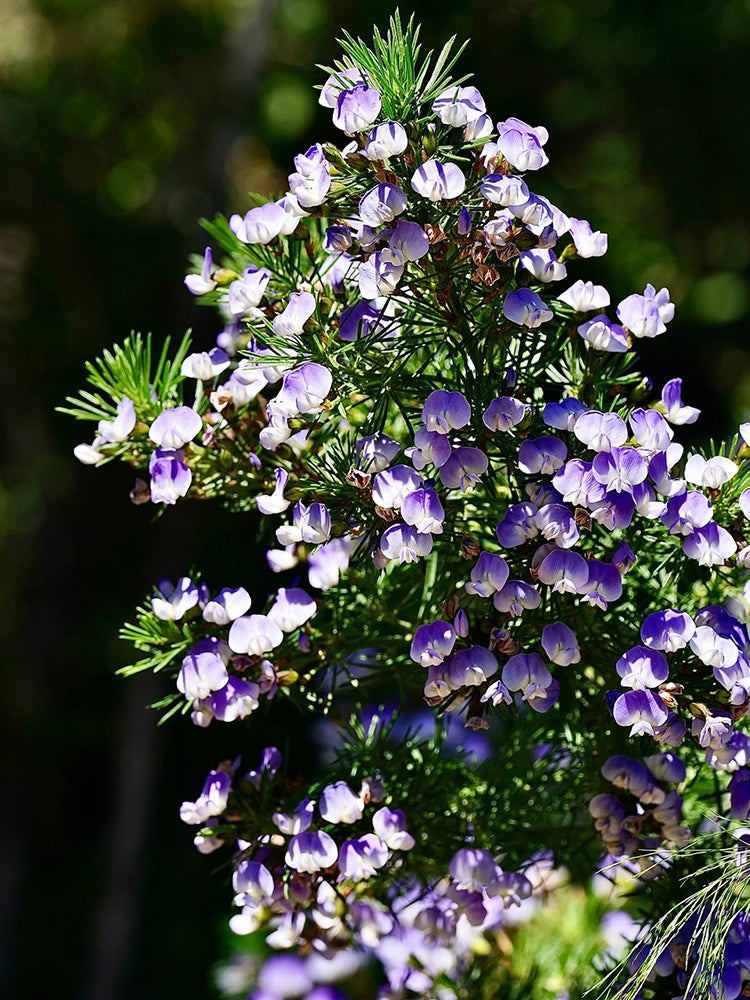 Feather-leaved Psoralea