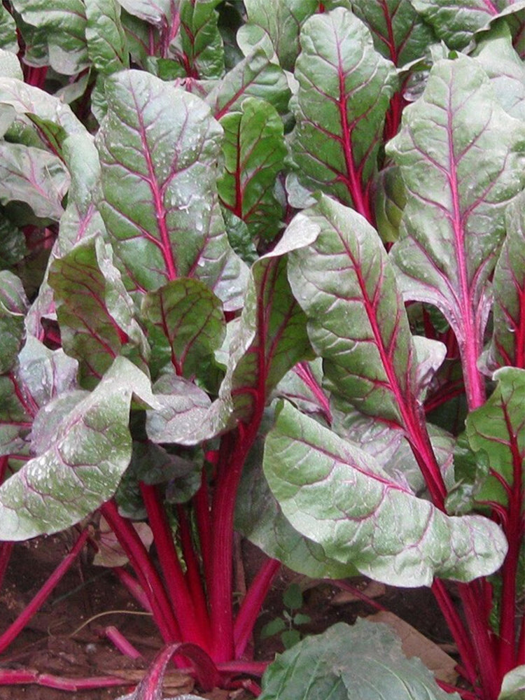Red-Stemmed Chard