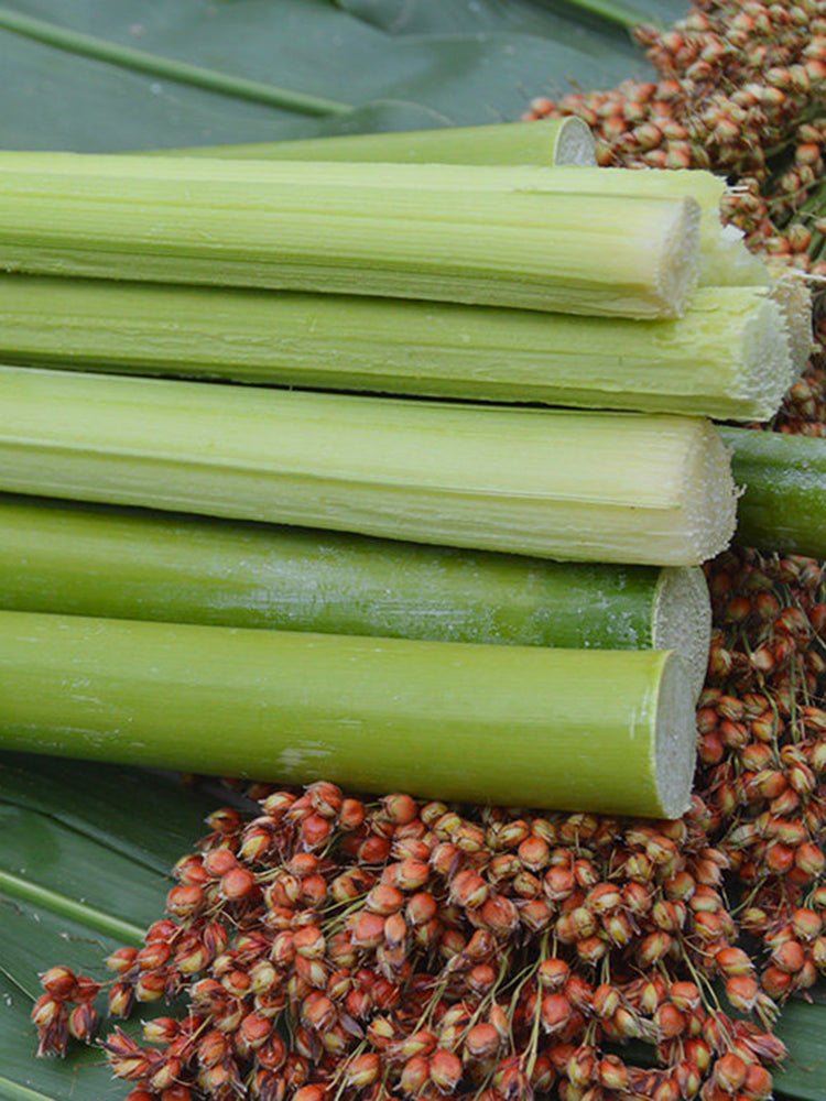 Traditional Sweet Sorghum