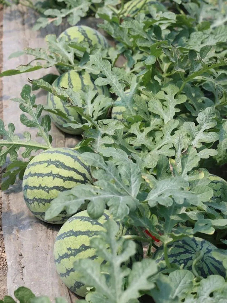 Meijia 84-24 Hybrid Watermelon