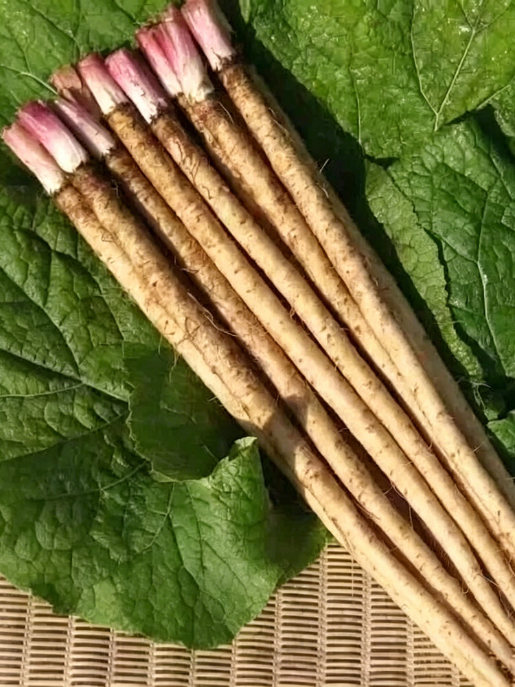 Burdock
