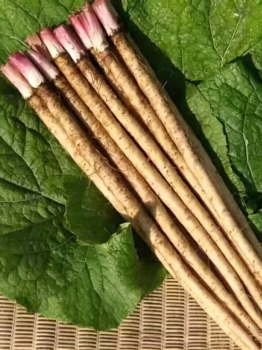Burdock
