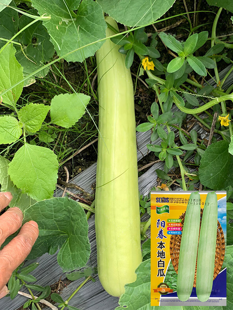 Yangchun White Melons