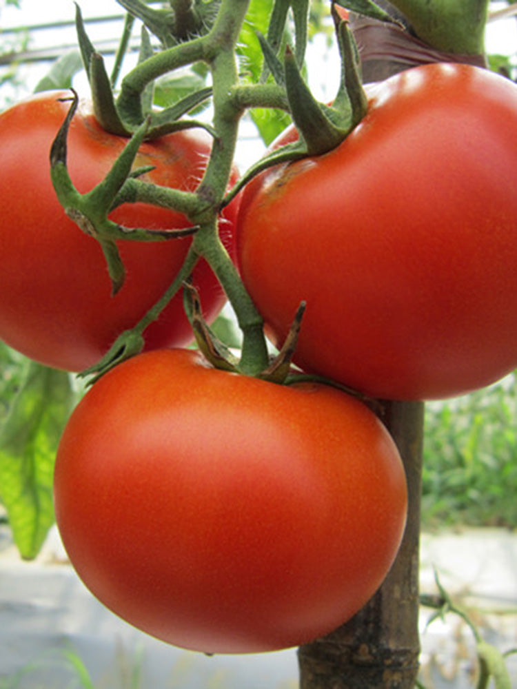 Venice F1-199 Tomato