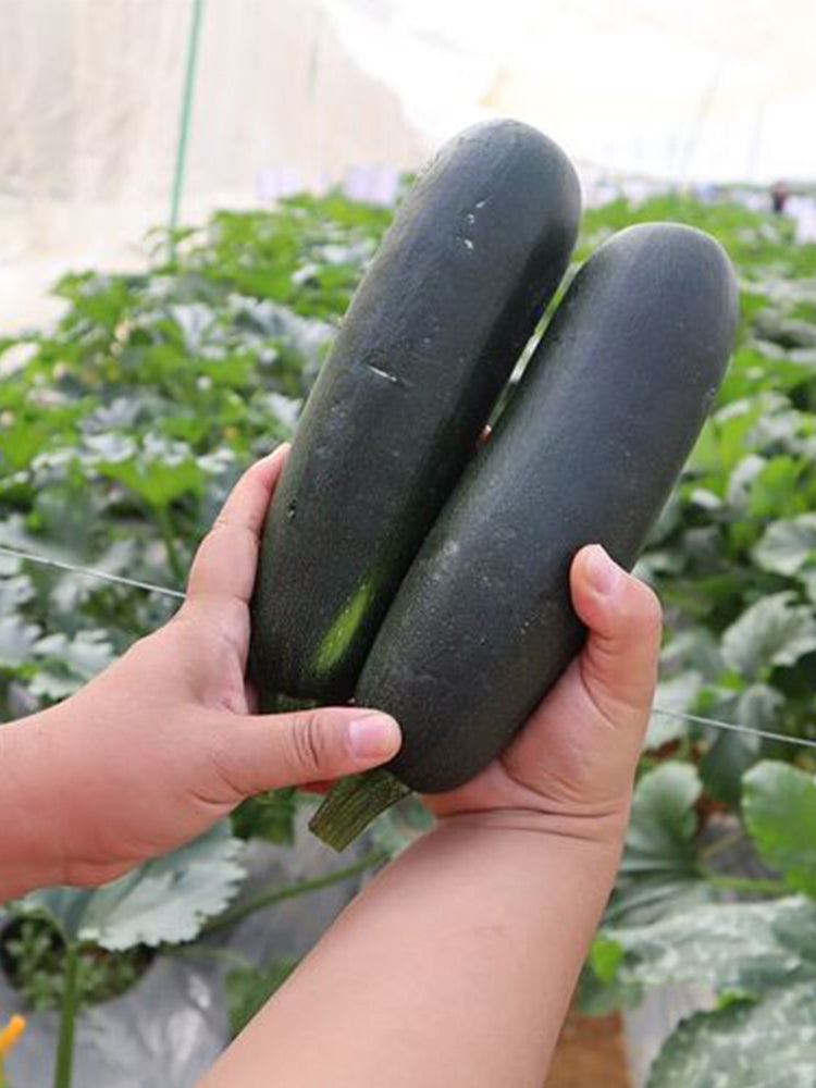 'Black Empress' Zucchini