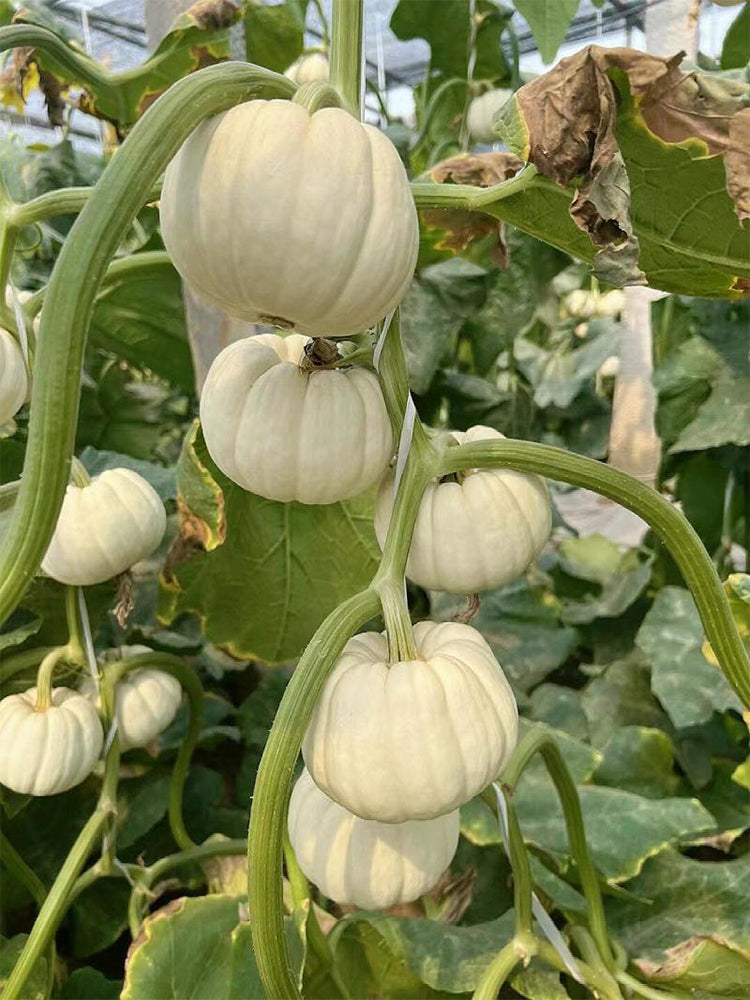 Tianzi Yubei White Baby Pumpkin