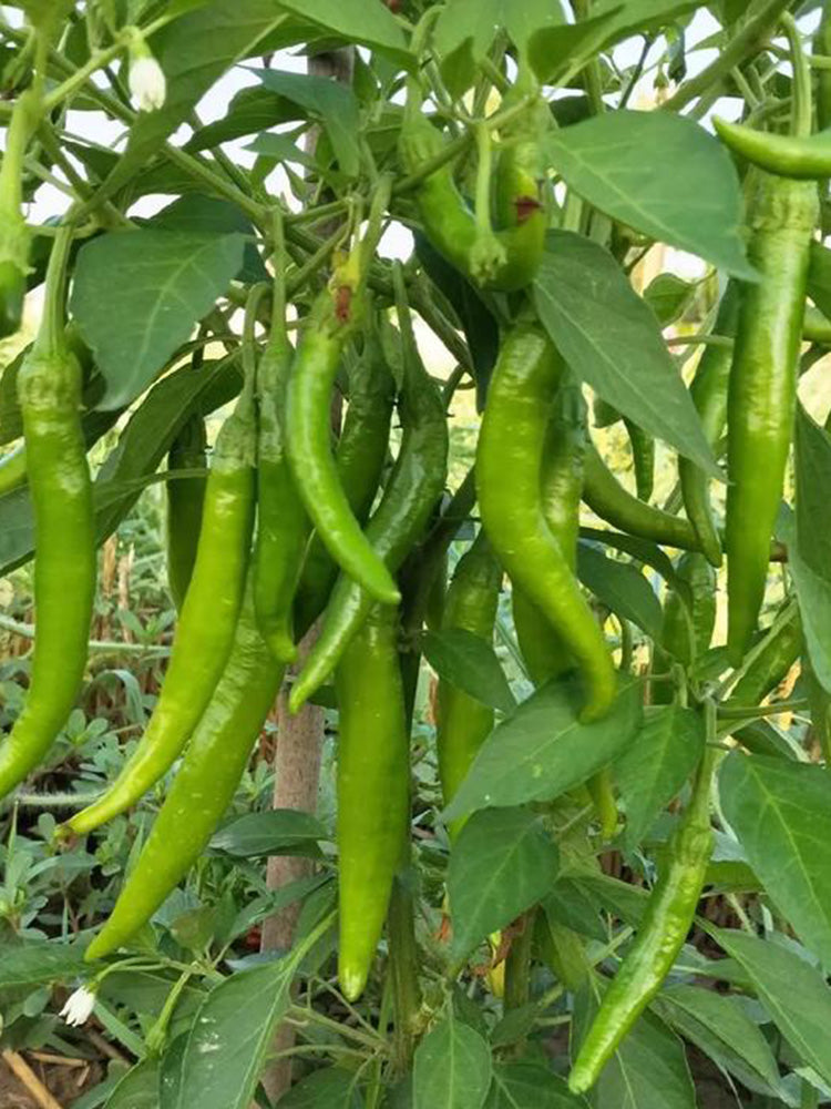 Xiangla Hangjiao Pepper