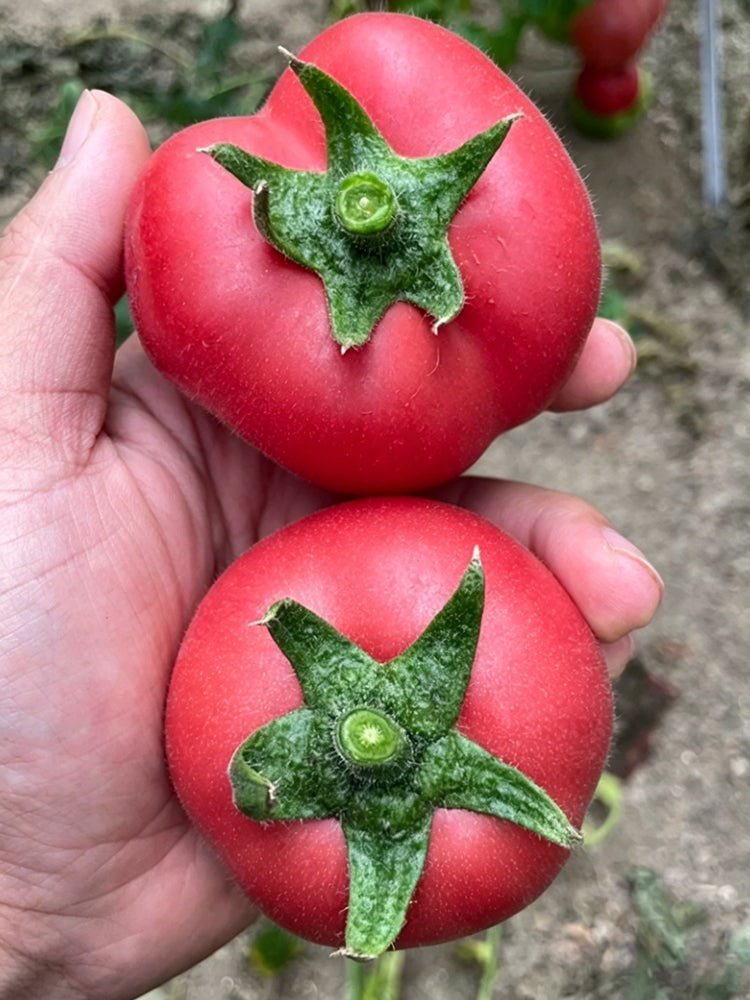 Pink Peach Fruit Tomato