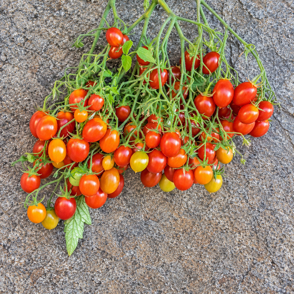 224 Reverend Michael Keyes Tomato