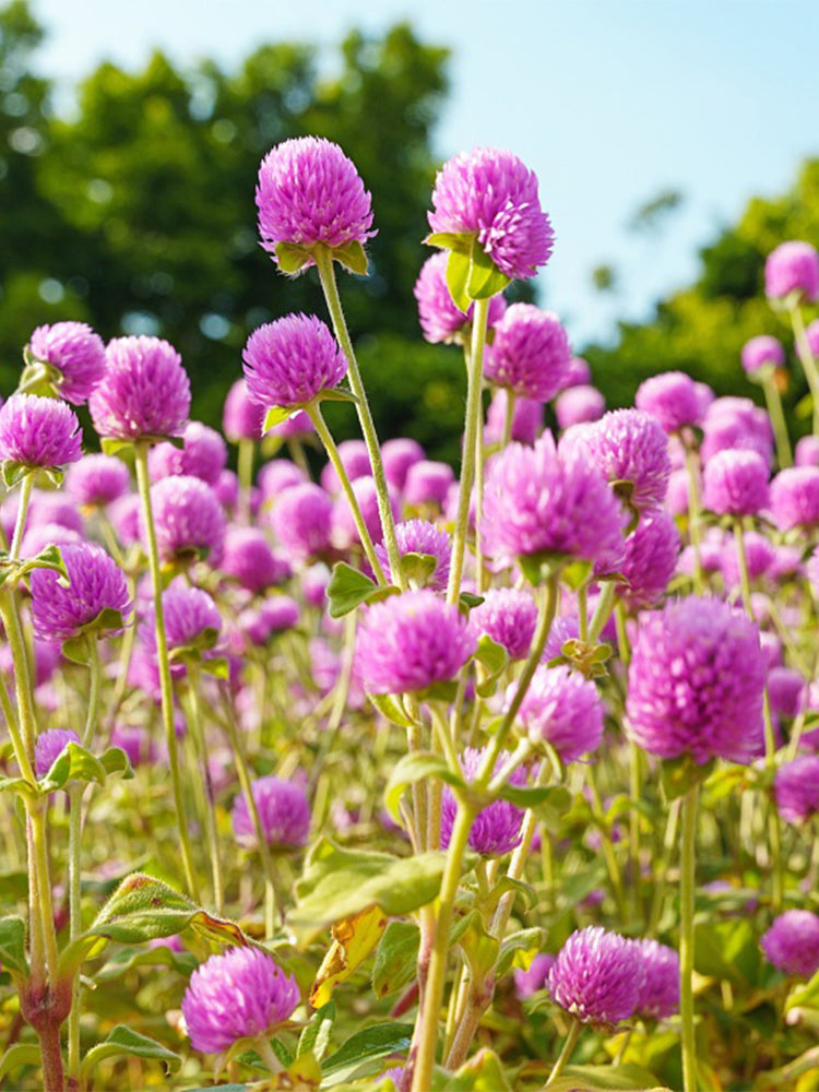 Hezhichun Pink Globe Amaranth