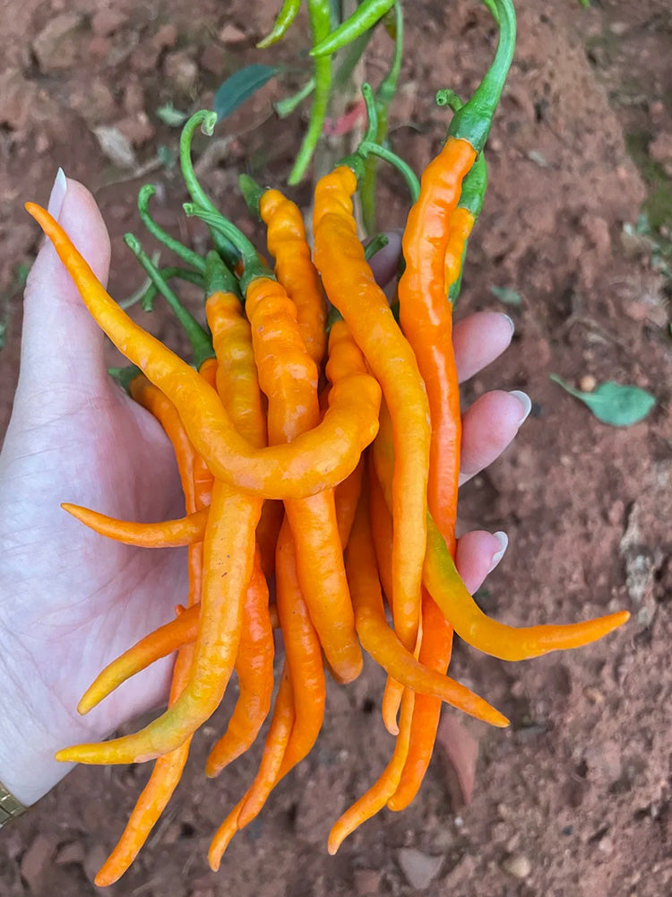 Yellow Spicy Girl Line Pepper